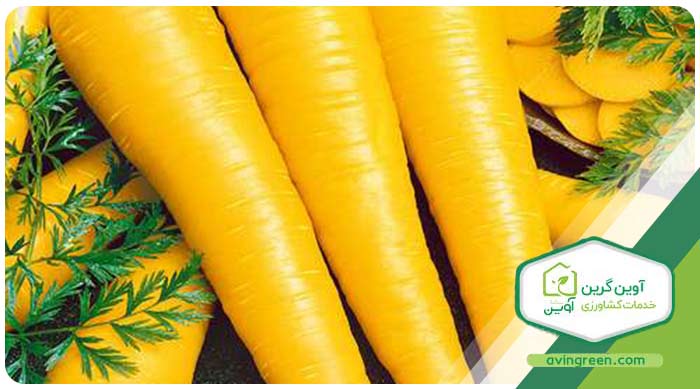 بذر هویج زرد  (Solar Yellow Carrot)