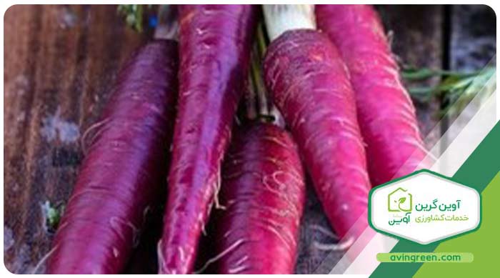 بذر هویج بنفش (Purple Dragon Carrot)