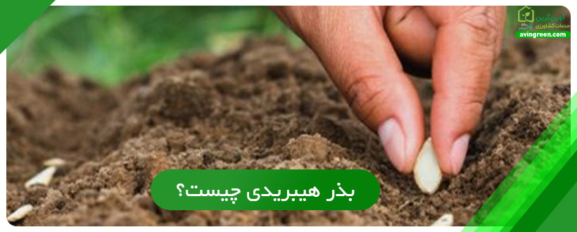 بذر هیبریدی چیست؟