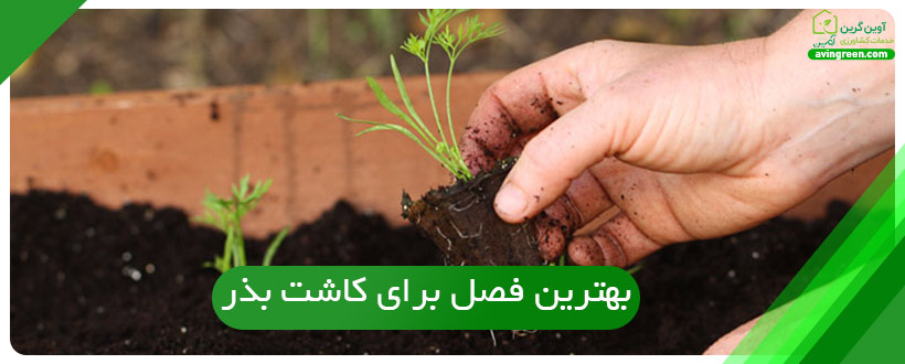 بهترین فصل برای کاشت بذر