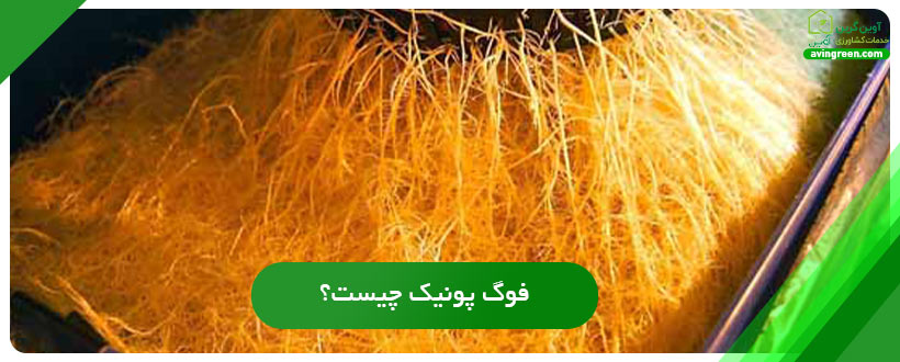 فوگ پونیک چیست؟