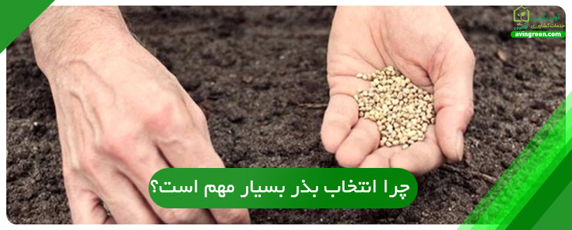 چرا انتخاب بذر بسیار مهم است؟