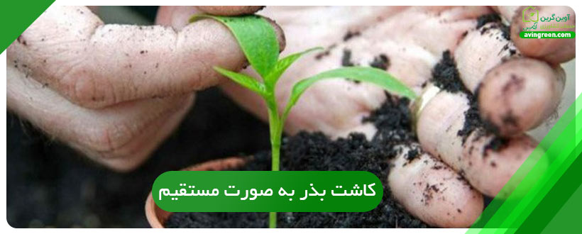 کاشت بذر به صورت مستقیم