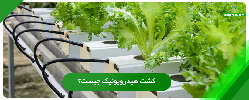کشت هیدروپونیک چیست؟