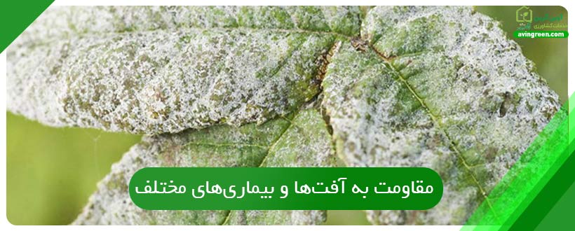 مقاومت به آفت‌ها و بیماری‌های مختلف