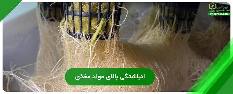 انباشتگی بالای مواد مغذی