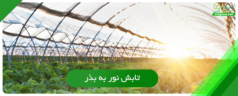 تابش نور به بذر