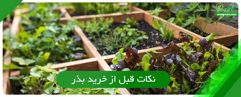 نکات قبل از خرید بذر