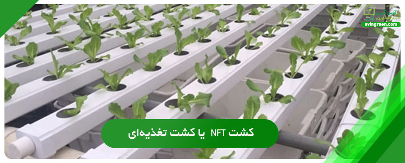 کشت NFT  یا کشت تغذیه‌ای