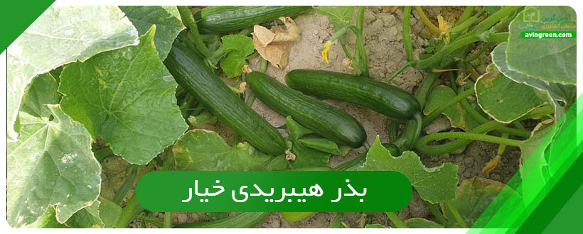 بذر هیبریدی خیار