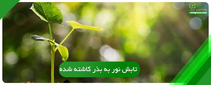 تابش نور به بذر کاشته شده
