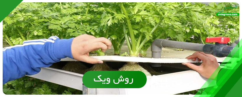 روش ویک