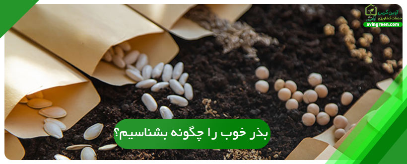 بذر خوب را چگونه بشناسیم؟