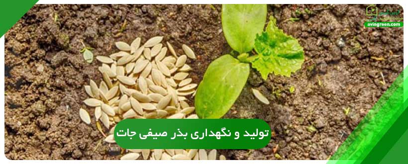 تولید و نگهداری بذر صیفی جات