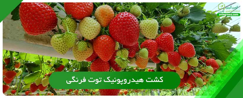 کشت هیدروپونیک توت فرنگی
