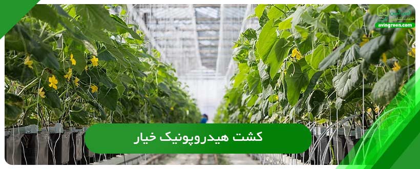 کشت هیدروپونیک خیار