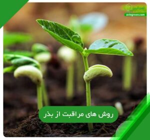 روش ‌های مراقبت از بذر