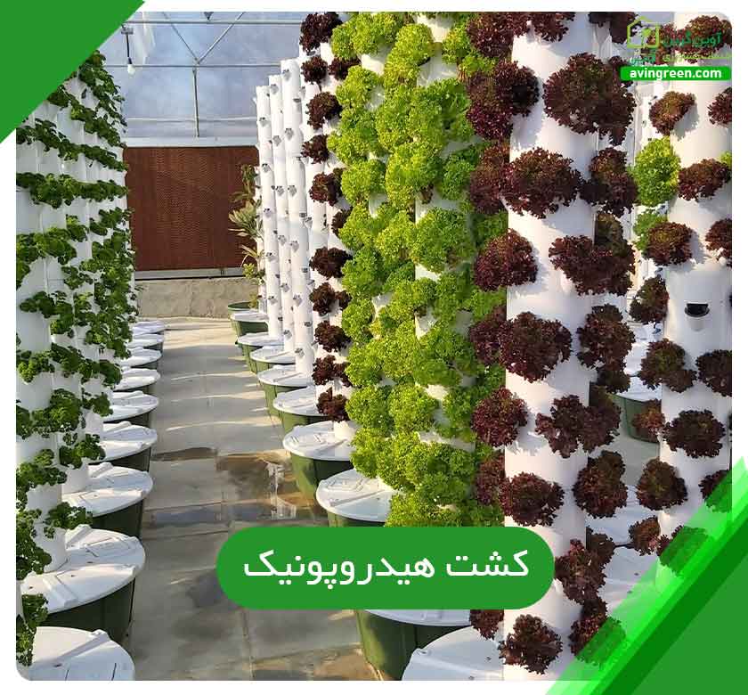 کشت هیدروپونیک