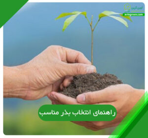 راهنمای انتخاب بذر مناسب