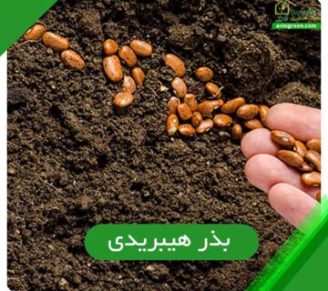 بذر هیبریدی