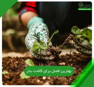بهترین فصل برای کاشت بذر