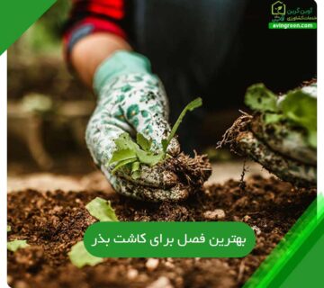 بهترین فصل برای کاشت بذر