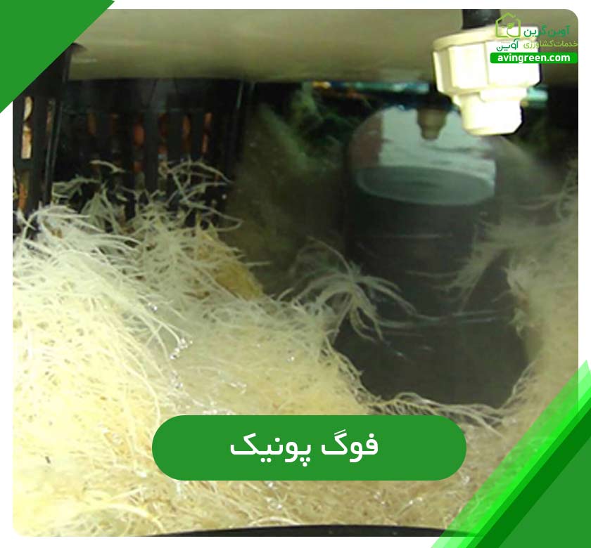 فوگ پونیک