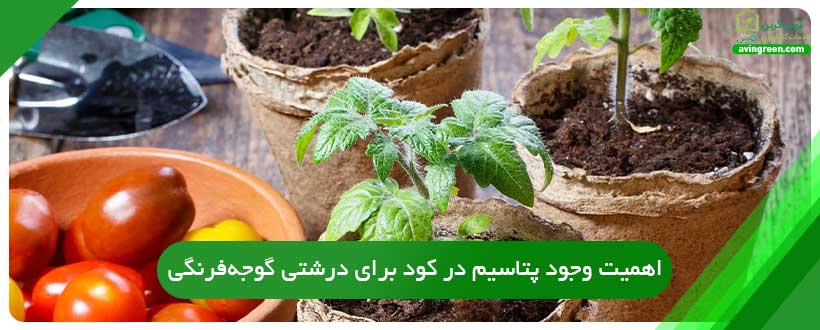 اهمیت وجود پتاسیم در کود برای درشتی گوجه‌فرنگی
