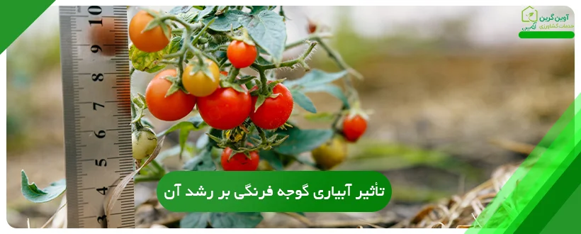 تأثیر آبیاری گوجه ‌فرنگی بر رشد آن