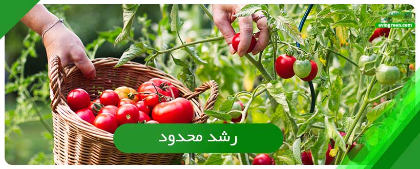 رشد محدود