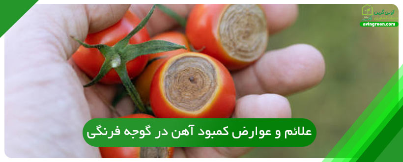 علائم و عوارض کمبود آهن در گوجه فرنگی