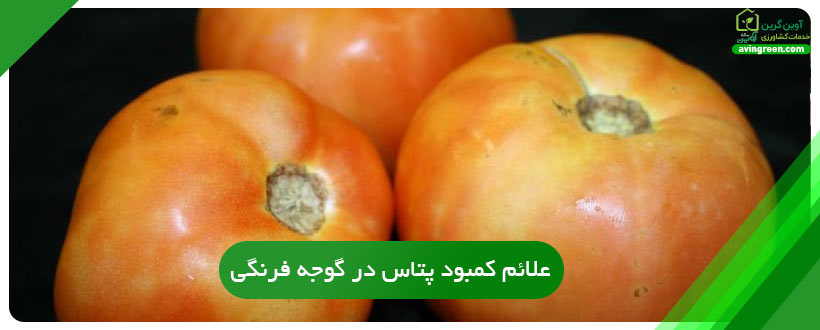 علائم کمبود پتاس در گوجه فرنگی