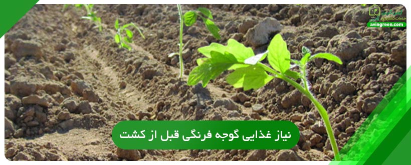 نیاز غذایی گوجه فرنگی قبل از کشت