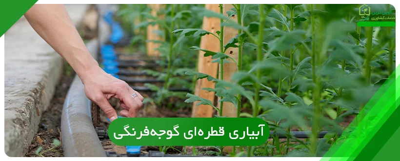 آبیاری قطره‌ای گوجه‌فرنگی