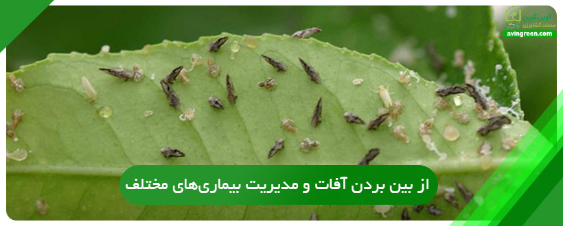 از بین بردن آفات و مدیریت بیماری‌های مختلف