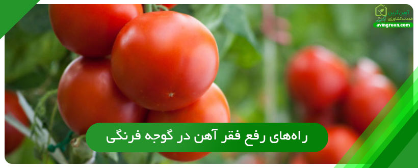 راه‌های رفع فقر آهن در گوجه فرنگی