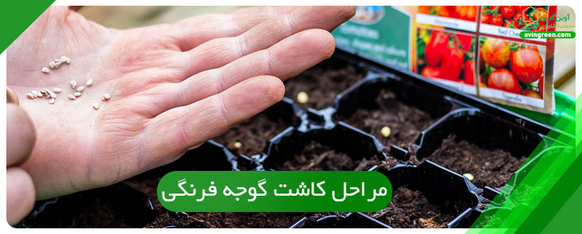مراحل کاشت گوجه فرنگی