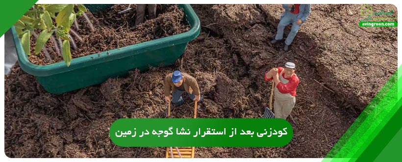 کودزنی بعد از استقرار نشا گوجه در زمین