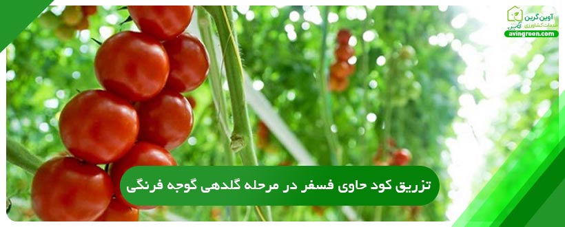 تزریق کود حاوی فسفر در مرحله گلدهی گوجه فرنگی