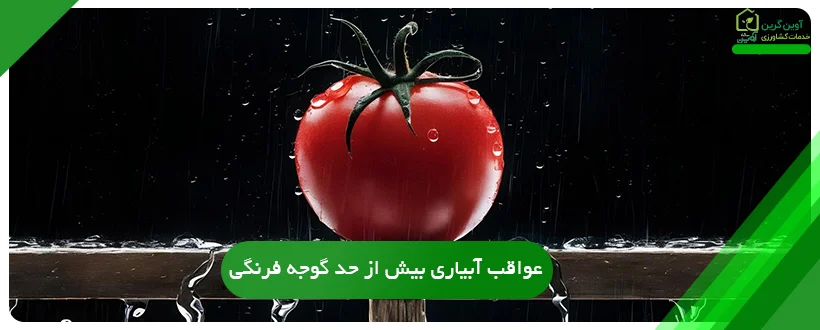 عواقب آبیاری بیش از حد گوجه ‌فرنگی