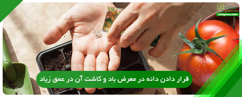 قرار دادن دانه در معرض باد و کاشت آن در عمق زیاد