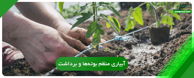 آبیاری منظم بوته‌ها و برداشت
