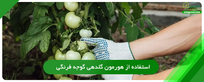 استفاده از هورمون گلدهی گوجه فرنگی