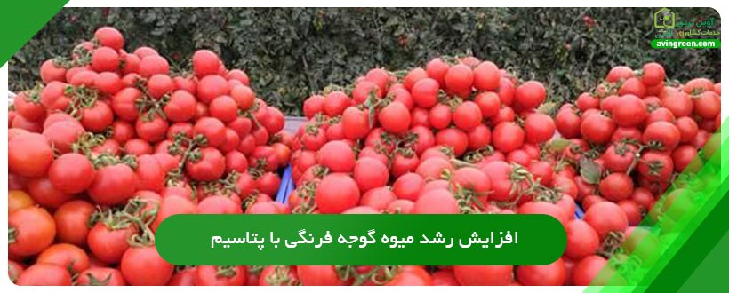 افزایش رشد میوه گوجه فرنگی با پتاسیم