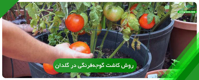 روش کاشت گوجه‌فرنگی در زمین