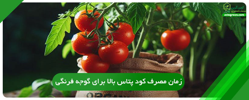 زمان مصرف کود پتاس بالا برای گوجه فرنگی