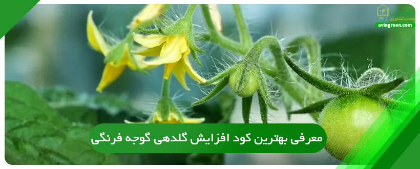 معرفی بهترین کود افزایش گلدهی گوجه فرنگی