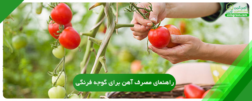 راهنمای مصرف آهن برای گوجه فرنگی