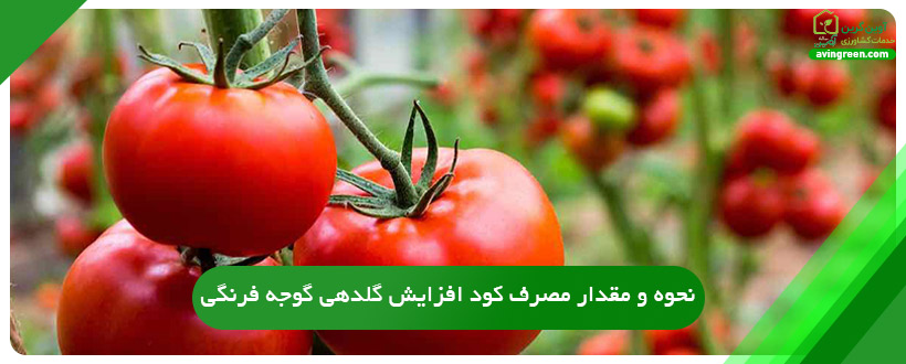 نحوه و مقدار مصرف کود افزایش گلدهی گوجه فرنگی