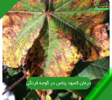 درمان کمبود پتاس در گوجه فرنگی